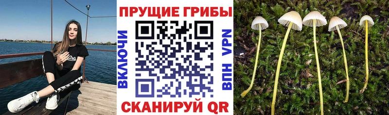 Галлюциногенные грибы прущие грибы  Нерехта 